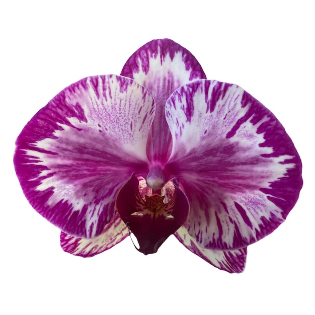 Orchidee Blume