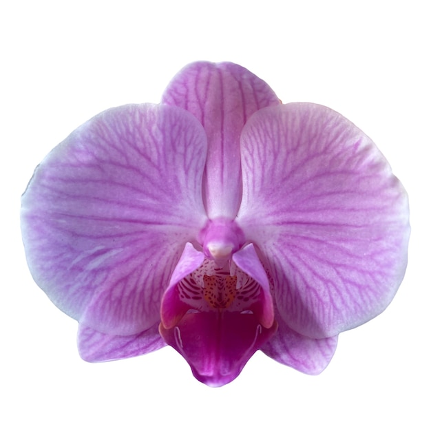 Orchidee Blume