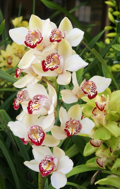 Orchidee, Cymbidium