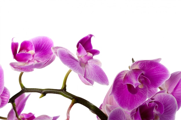 Foto orchidee getrennt auf weiß