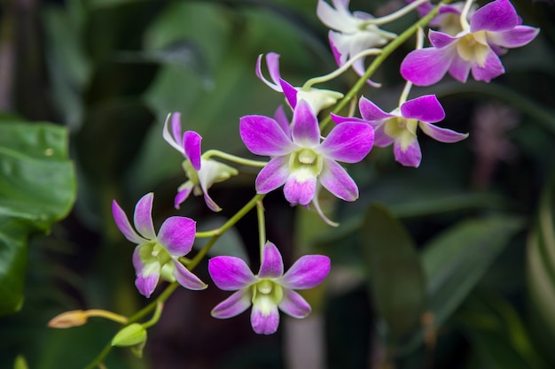 Orchidee im Botanischen Garten von Singapur