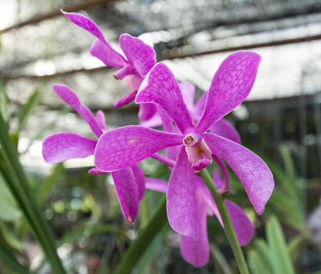 Orchidee im Naturhintergrund