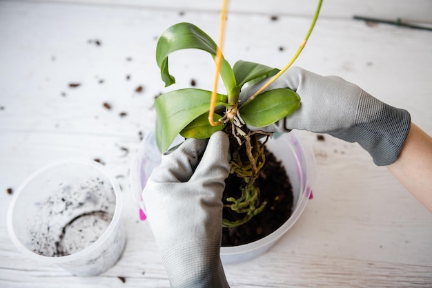 Orchidee mit Wurzeln in der Frauenhand umtopfen