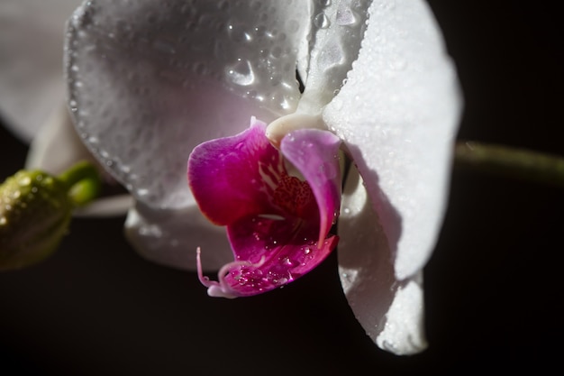 Orchidee Phalaenopsis-Blume. Dekorative Blumen wachsen. Blumenkonzept.