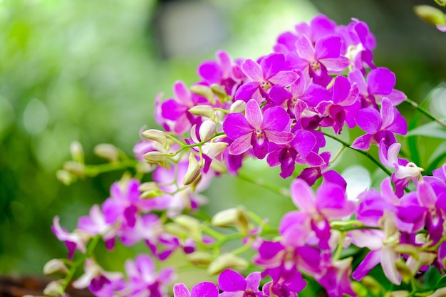 Orchidee schön im Garten bei Thailand