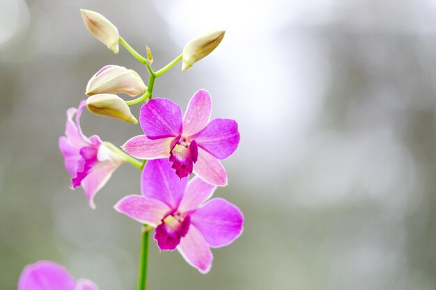 Orchidee schön im Garten bei Thailand