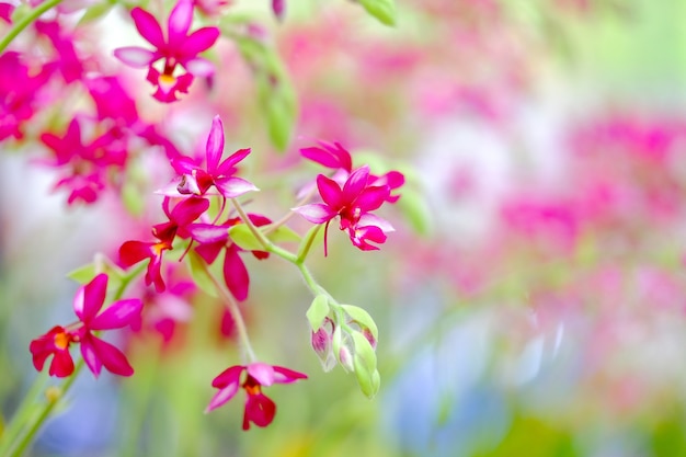 Orchidee schön im Garten bei Thailand