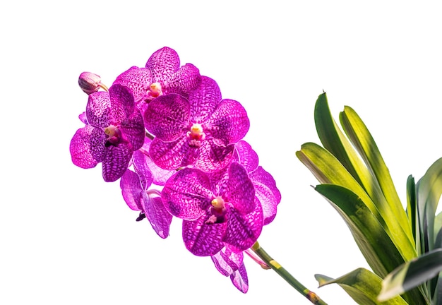 Orchidee, Vanda sanderiana, betrachtet, als die Königin der Philippine, Orchideenblumen lokalisiert auf weißem Hintergrund, Makro, Beschneidungspfade