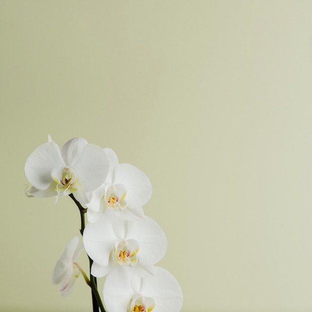 Foto orchidee zweig der weißen farbe