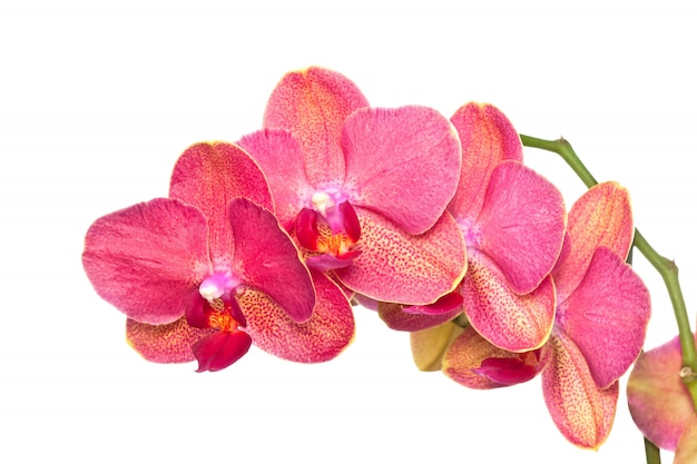 Orchidee