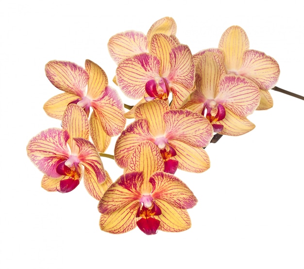 Orchidee