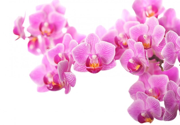 Orchidee