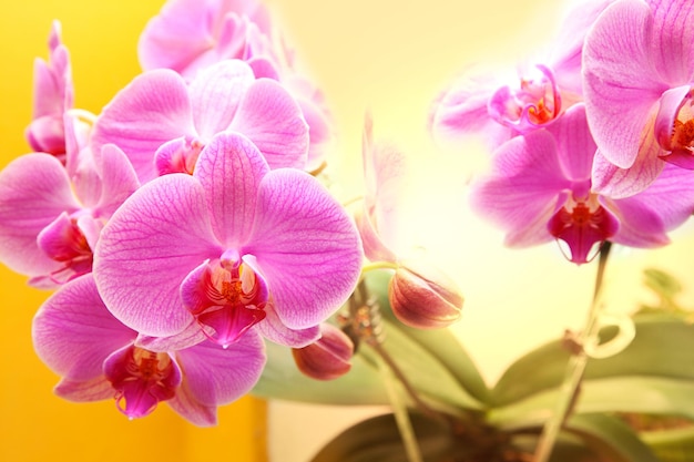 Orchidee