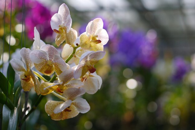 Orchidee