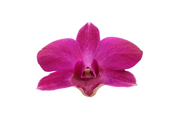 Orchidee