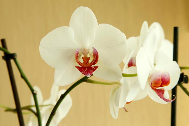 Orchidee