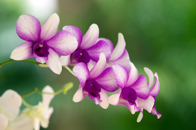 Orchidee