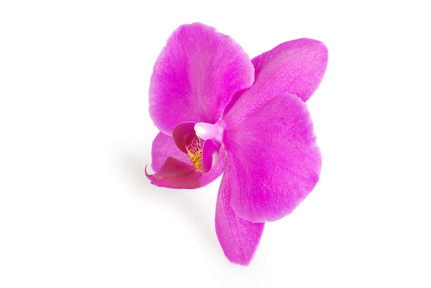 Orchidee