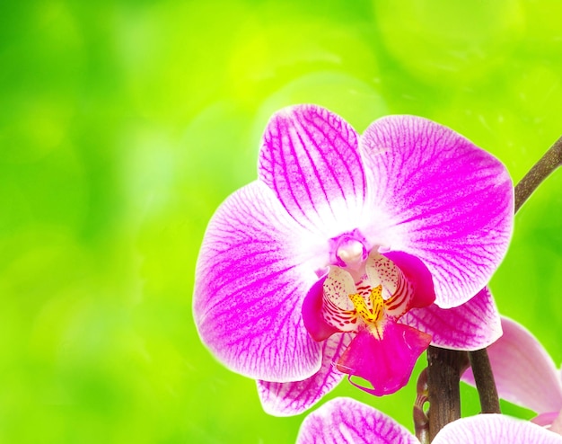 Orchidee