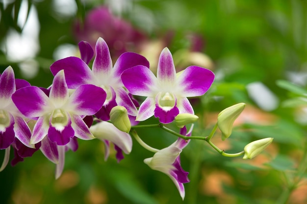 Orchidee