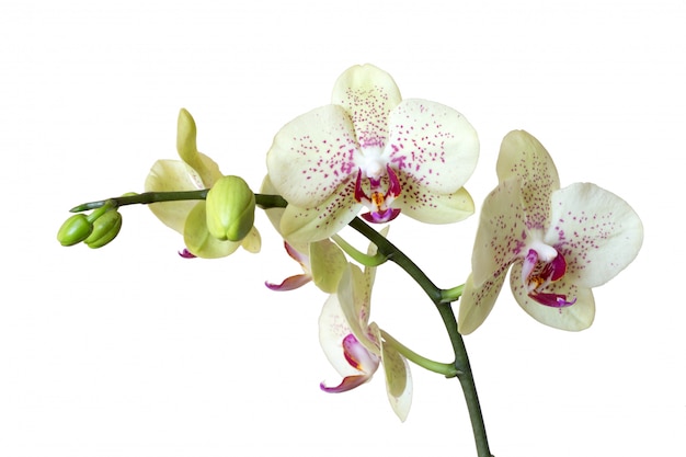 Orchidee