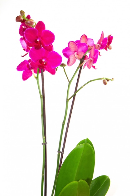 Orchidee