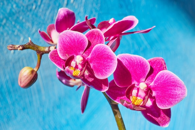 Orchideeblütenzweig in Rosa und Gelb auf textiertem blauen Hintergrund