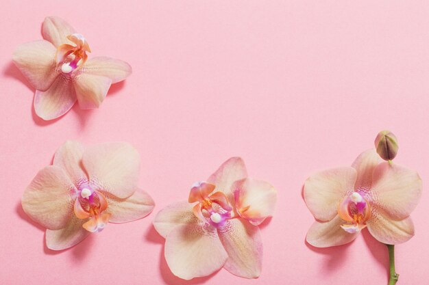 Orchideen auf rosa Hintergrund