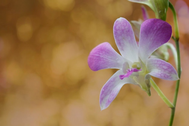 Orchideen blühen herein über den grünen Hintergrund der Unschärfe