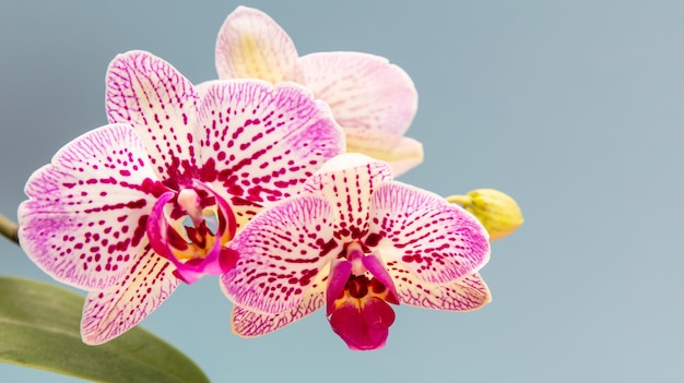 Orchideen blüht lila weiße Farbe Nahaufnahme auf Pastellblau