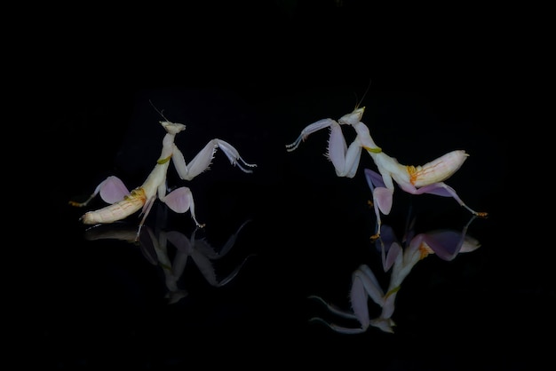 Orchideen-Gottesanbeterin auf schwarzem Hintergrund