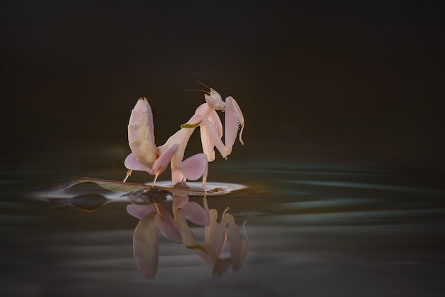 Orchideen-Gottesanbeterin auf Wasser mit schwarzem Hintergrund
