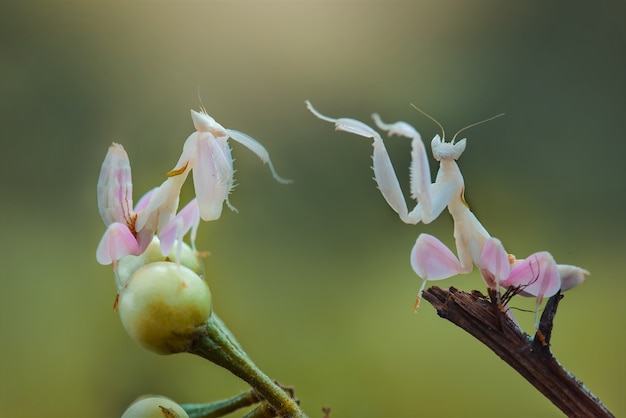 Orchideen-Gottesanbeterin auf Zweigen