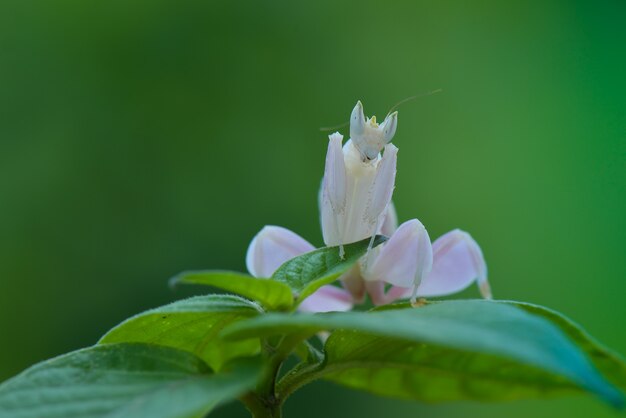 Orchideen-Gottesanbeterin auf Zweigen