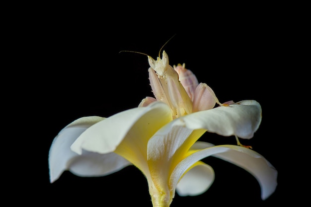 Orchideen-Mantis auf Blüte