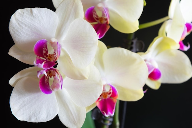 Orchideen mit weißen Blüten