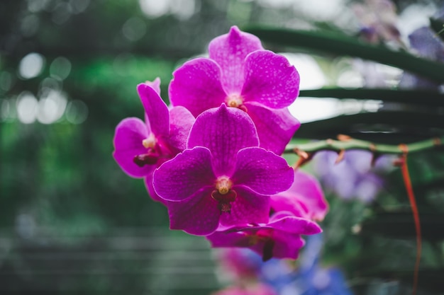 Orchideen schöne Blumen, die im Frühling blühen, schmücken die Schönheit der Natur