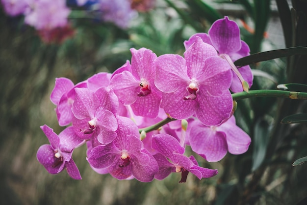 Foto orchideen schöne blumen, die im frühling blühen, schmücken die schönheit der natur