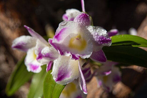 Orchideen, schöne Orchideen auf Bäumen in Plätzen und Parks, selektiver Fokus.