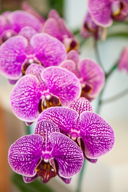 Orchideen.