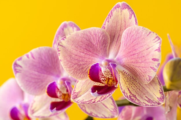 Orchideenblüte Blumen