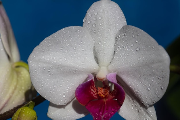 Orchideenblüte im Haus Blumenkonzept Phalaenopsis-Blumen Schönheit des Frühlings