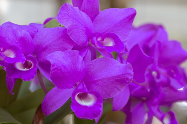 Orchideenblüte im Orchideengarten am Winter- oder Frühlingstag für Schönheits- und Landwirtschaftsdesign. Cattleya Orchideengewächse.