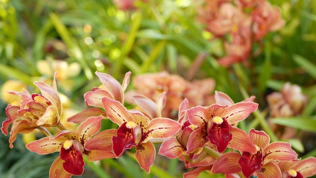Orchideenblüte in grünen Blättern. Elegante bunte Blumenblüte. Botanische Atmosphäre des exotischen tropischen Dschungelregenwaldes. Natürliche Gartenparadiesästhetik mit lebendigem Grün. Dekorative Blumenzucht