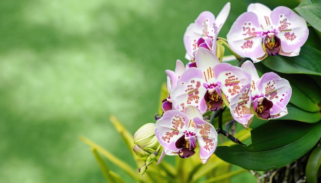 Orchideenblüte mit Kopierraum