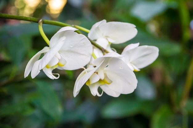 Orchideenblüte Phalaenopsis Amabilis