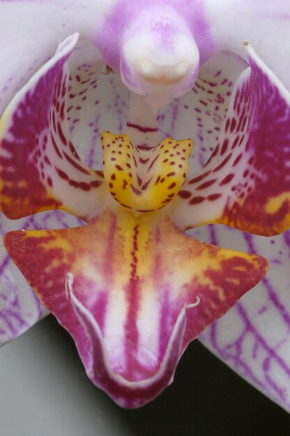 Foto orchideenblüte phalaenopsis spec.