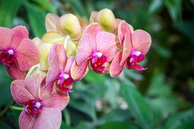 Orchideenblüte, Phalaenopsis. Tropischer Blumenhintergrund