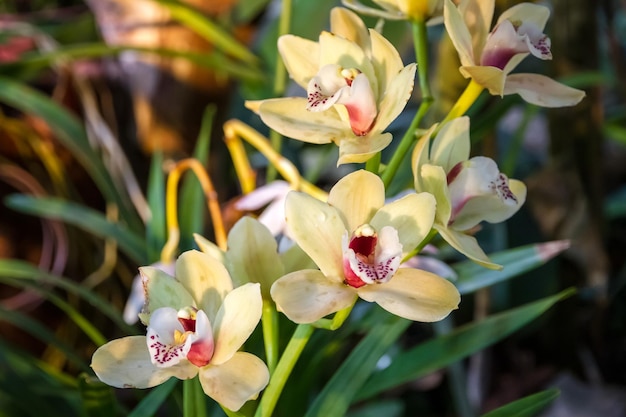 Orchideenblüte seltene Arten