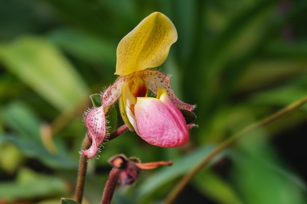 Orchideenblüte von Paphiopedilum